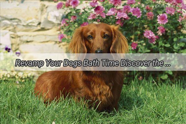 Revamp Your Dogs Bath Time Discover the Ultimate Oil for a Fluffy Fresh Furry Friend